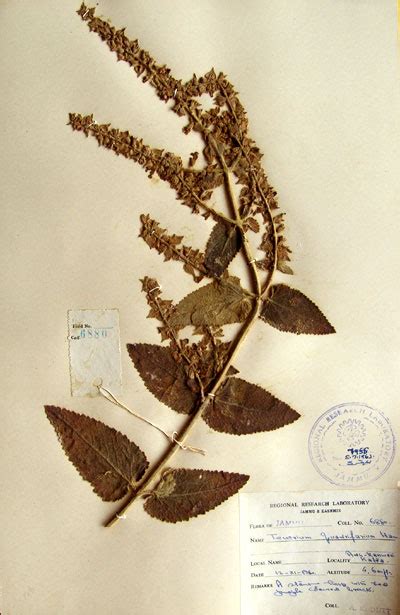 teucrium_quadrifarium