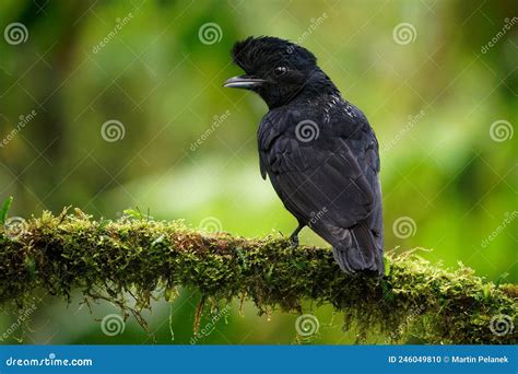 Long-wattled Umbrellabird - Cephalopterus Penduliger, Cotingidae ...