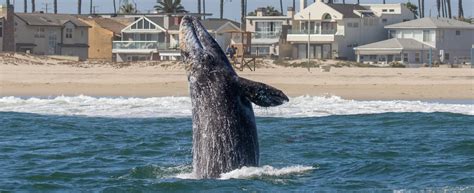 Gray Whale Watching Santa Barbara