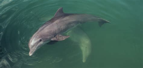 Bottlenose Dolphin Hunting