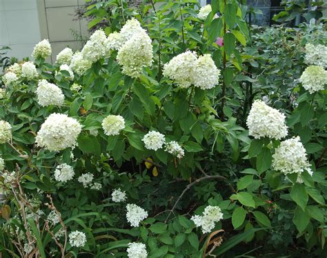 Hydrangea paniculata 'Limelight' - Riverside Garden Centre