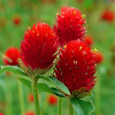 Gomphrena Haageana Strawberry Flower Seeds
