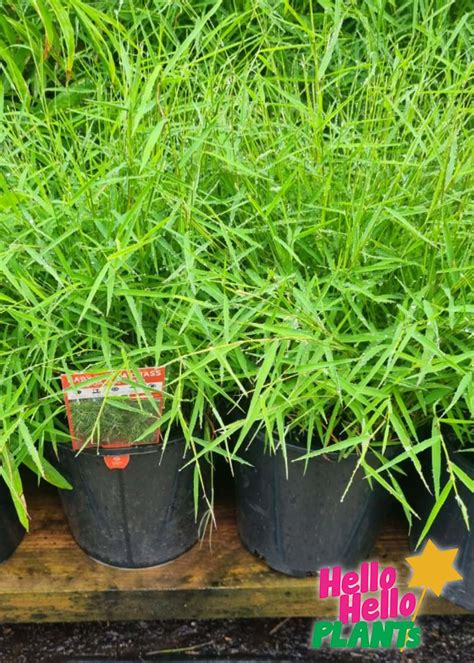 Pogonatherum 'Baby Panda' Bamboo 8" Pot - Hello Hello Plants