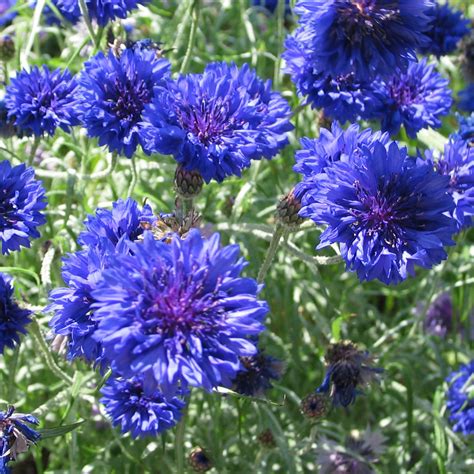Cornflower Blue