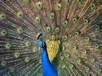 peacock in Spanish - English-Spanish Dictionary | Glosbe