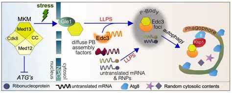 Quitting Your Day Job in Response to Stress: Cell Survival and Cell ...