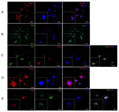 Conversion of Human Fibroblasts into Induced Neural Stem Cells by Small ...