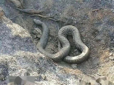 突发森林大火致一条30公斤巨蟒被烧死_蟒蛇