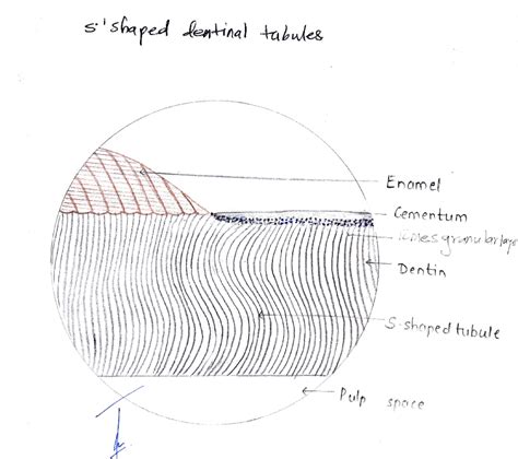 Dentin - notes - s'shaped lentinal tabules Enamel Cementum iiesqYAnU ar ...
