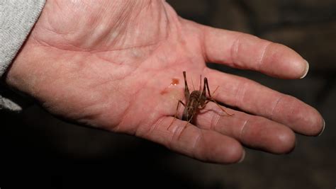 Giant Cave Cricket
