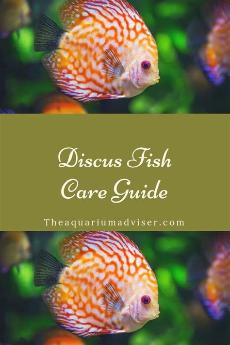 Image result for Discus Fish Water Conditions