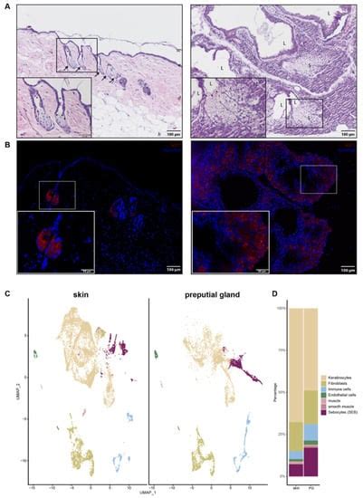 Transcriptional Differences in Lipid-Metabolizing Enzymes in Murine ...