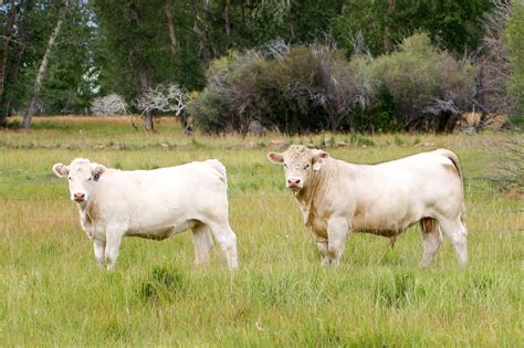 Charolais Cross Cattle