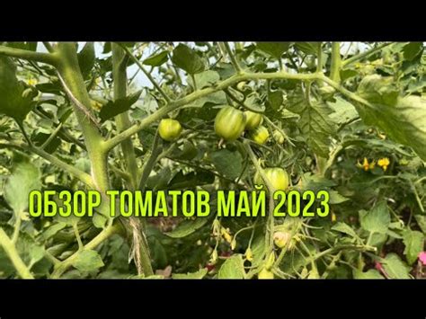 Обзор теплиц с томатами, обзор участка. Май 2023 - YouTube