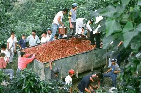 哥斯达黎加葡萄干蜜处理-卡内特庄园音乐家系列·莫扎特咖啡豆_卡杜拉