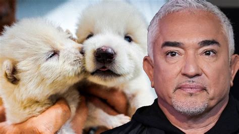 Master Chihuahuas First, Says Cesar Millan on Dog Ownership - Social ...