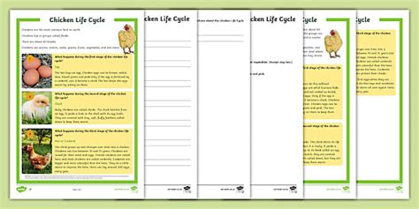 Chicken Life Cycle Differentiated Reading Comprehension