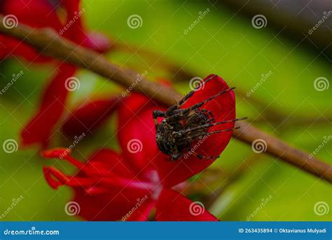 Orb Weaver Spider Defensive Itself on Blooming Red Flower Petals Stock ...
