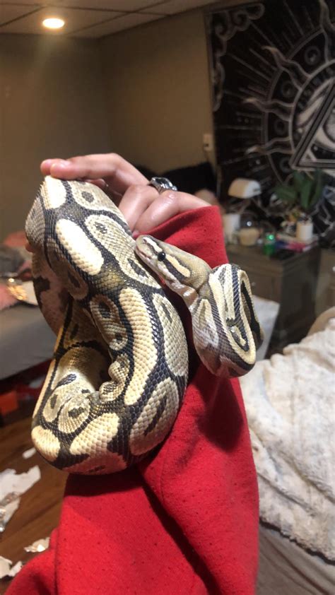 Image result for Royal Ball Python