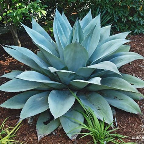 AGAVE Americana – Pépinière La Colle Noire