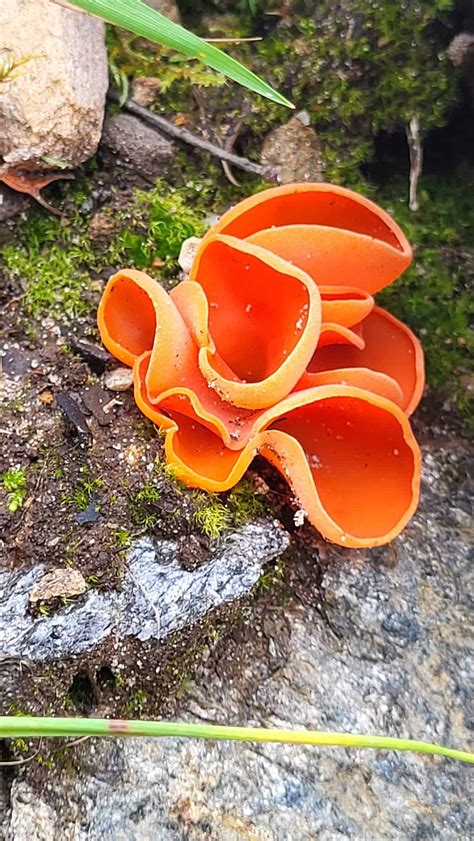 Orange Peel Fungus (Aleuria aurantia) - Veon