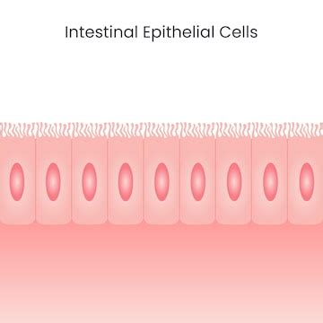 Intestinal epithelial cells | Premium Vector