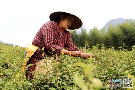 安福：缓解采茶“民工荒”（图）-吉安频道-大江网（中国江西网）