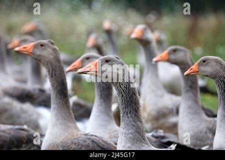 Image result for Processing Geese