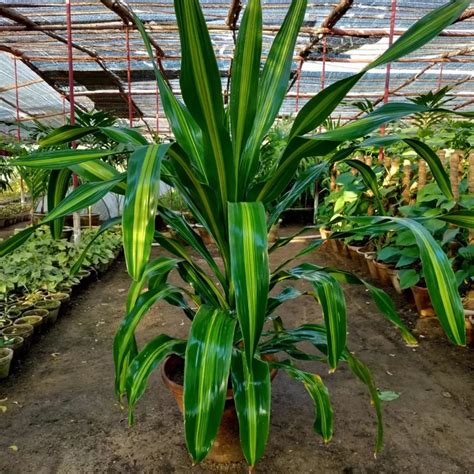 Our Favorite 71 Common Houseplants for Indoor Growing