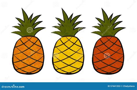 Three pineapple stock vector. Illustration of design - 57441353