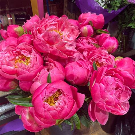 When and Where Are Peonies in Season? Time to Find Out!