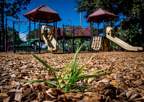 Are Dogs Allowed At Jupiter Community Park