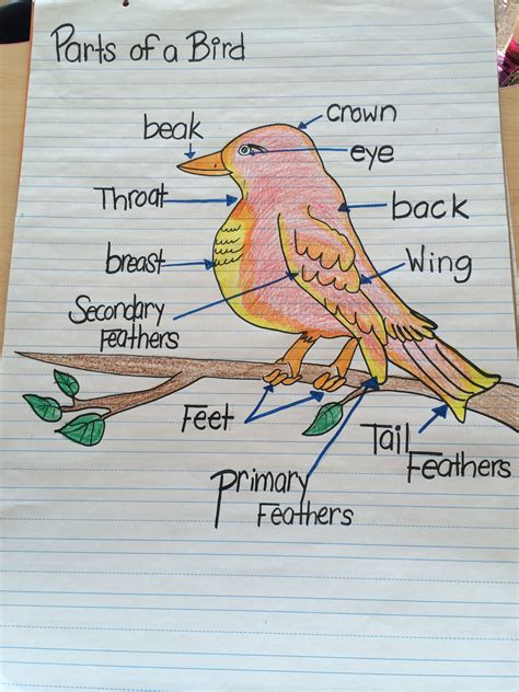 bird drawing body parts