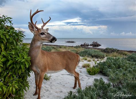 What Animals Live In Florida Keys at Estela Roland blog