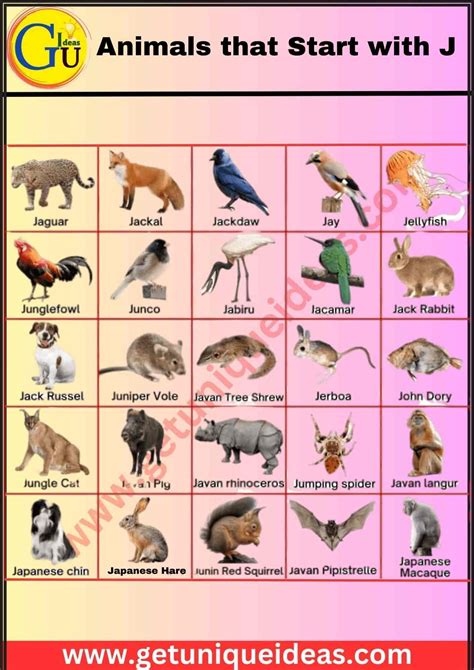 List of 100 Animals that Start with J: Pictures, Facts - GetUniqueIdeas