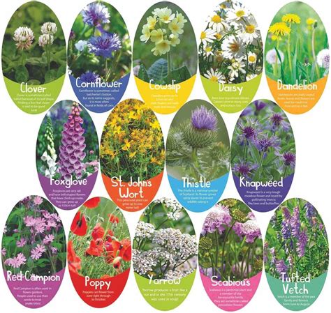 Flowers Name With Pictures Native Wildflowers Of New Hampshire / State