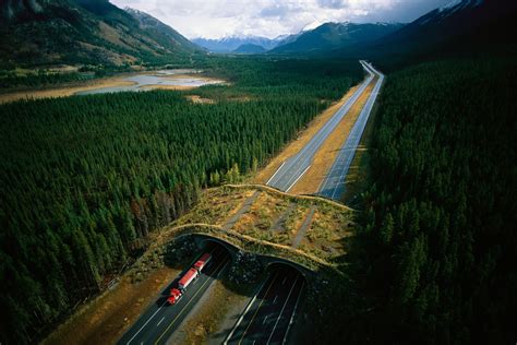 How wildlife bridges over highways make animals—and people—safer | National Geographic