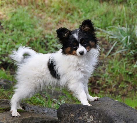 Black Papillon Dog