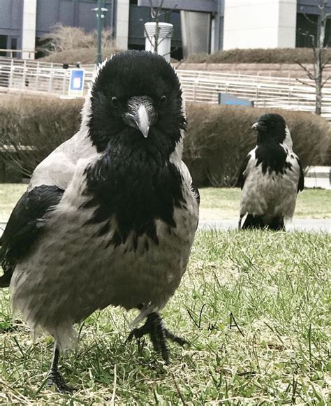 What Do You Call a Group of Ravens