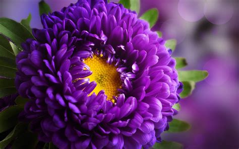 Free photo: Purple Flower - Bloom, Flower, Flowers - Free Download - Jooinn