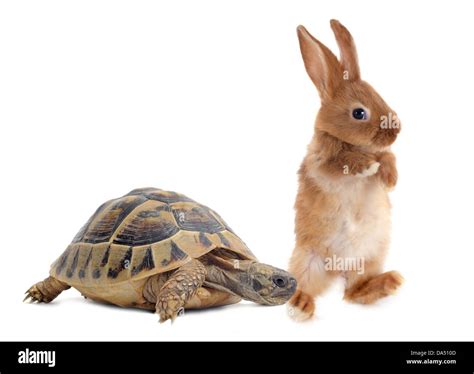 Rabbit and turtle race hi-res stock photography and images - Alamy
