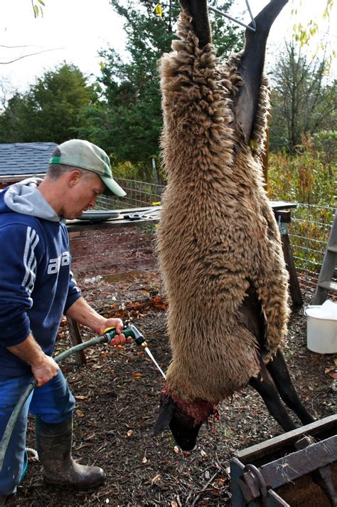 Butchering Meat 的图像结果