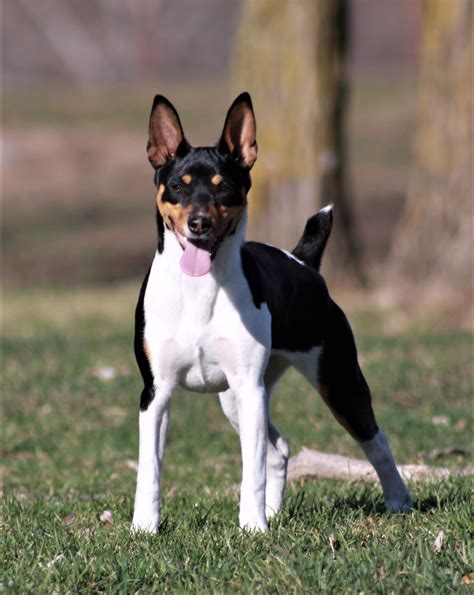 Seegmiller Standard Rat Terriers | Cute dogs breeds, Rat terrier dogs ...