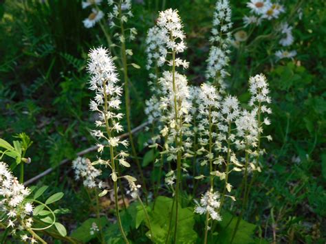 Paradise Creek Nature Park - Elizabeth River Project