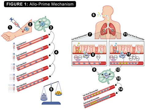 Allo-Priming Reverses Immunosenescence and May Restore Broad ...