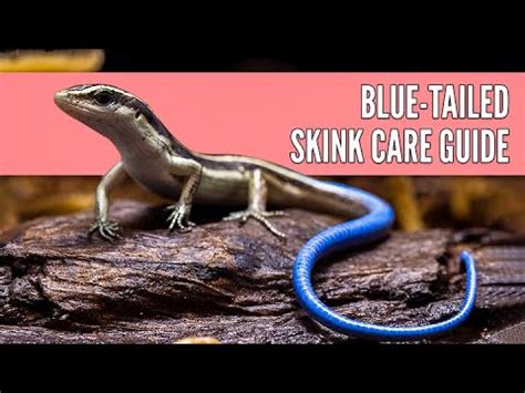 How to Care for a Blue Tailed Skink | Blue Tailed Skink 101 - YouTube