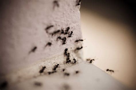 9 Easy Ways to Repel Ants From Outside Your Home – Captain Patio