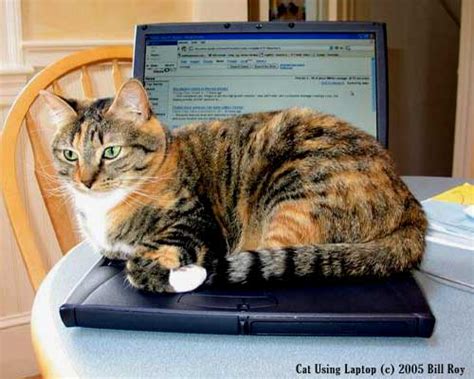 Cat Using Computer 的图像结果