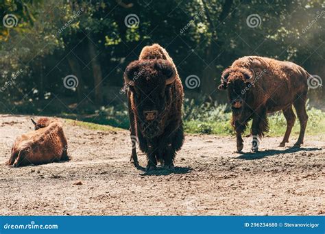American Bison, Group of Wild Buffaloes on Dusty Ground in Summer ...