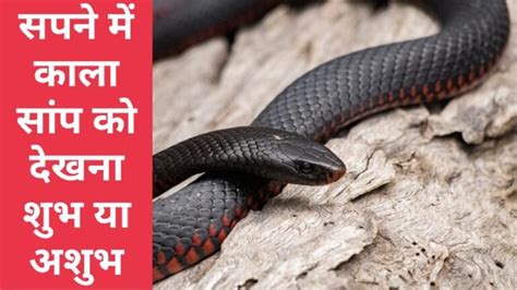 Ang nakakakita ng isang itim na ahas sa isang panaginip ay isang ...